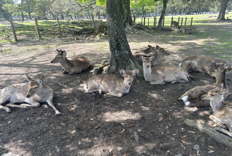 Nara Deer Park